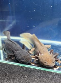 Male Hypomelanistic Melanoid (Mickey) & Female Black Melanoid (Minnie) **Includes a FREE Live Worms 50pk**