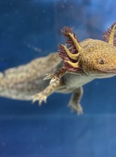 Special Copper Axolotl – 21cm Male -B grade – ‘Teddy’