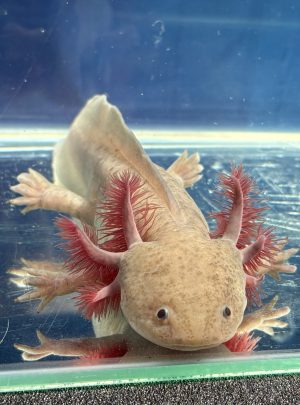 Spotted Melanoid copper- 21 Male – ‘Barney’
