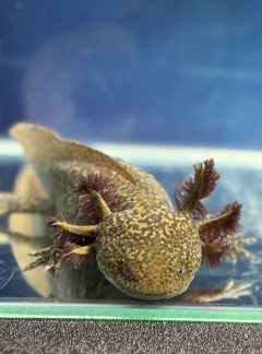 Special copper axolotl – 21cm Female – B grade – ‘Maple’