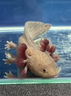 Leopard Copper Axolotl- 19cm Male – ‘Squishy’