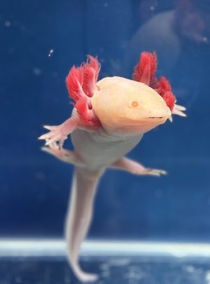 Albino Axolotl – 18cm Female – ‘Mochi’