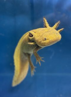 Copper Axolotl – 18cm Unisex – ‘Sprout’