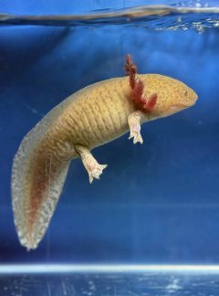 Spotted copper axolotl -19cm Female – B grade ‘Poppy’