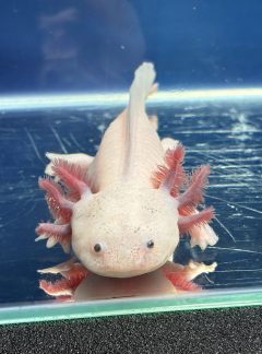 Dirty Leucistic Axolotl – 19cm Female – B grade – ‘Lychee’