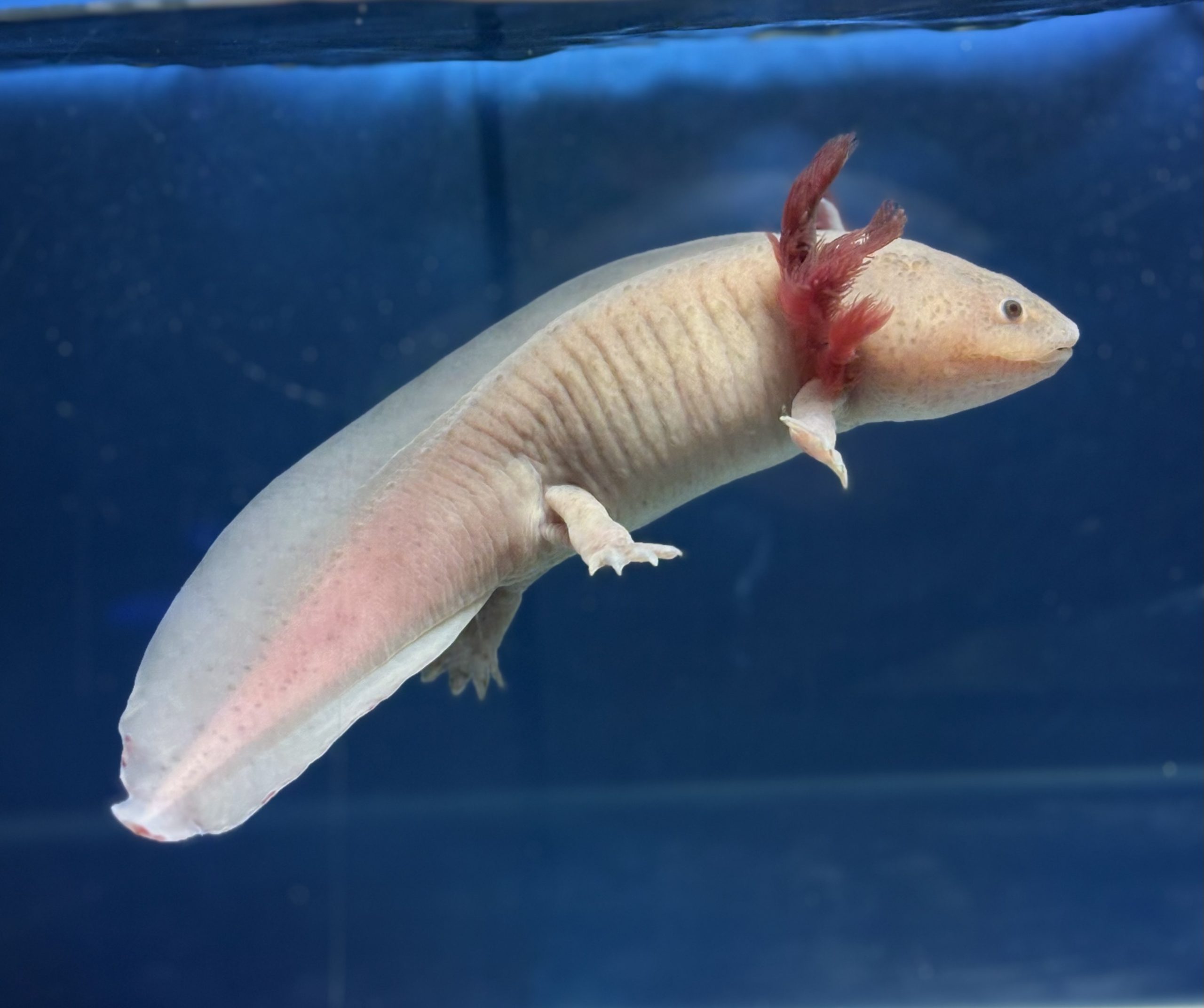 20cm F B