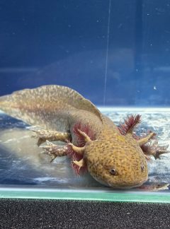 Copper Axolotl- 21cm Male – B grade – ‘Jupiter’
