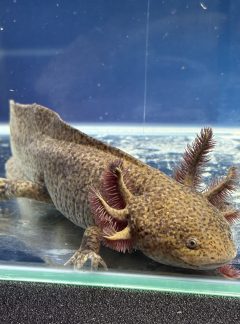Copper Axolotl – Male 22cm – B grade – ‘Woody’