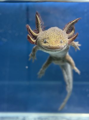 Copper Axolotl – 22cm Male – ‘Raja’