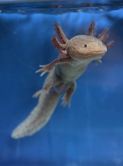 Melanoid Leopard Copper – 21cm Male – ‘Spot’