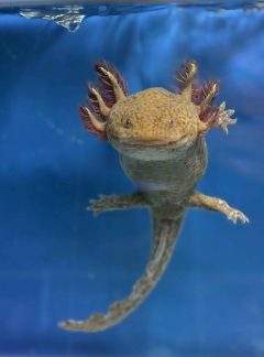 Copper Axolotl- 20cm Female- B grade – ‘Toffee’