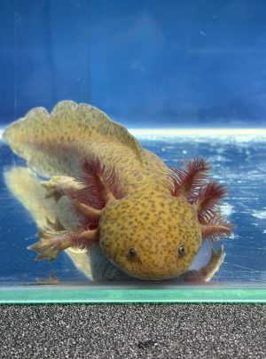 Spotted Copper- 19cm Female – B grade – ‘Fifi’