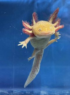 Spotted Copper-19cm Female – ‘Indi’
