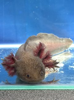 Hypo Melanistic Melanoid -21cm Female – B grade- ‘Twilight’