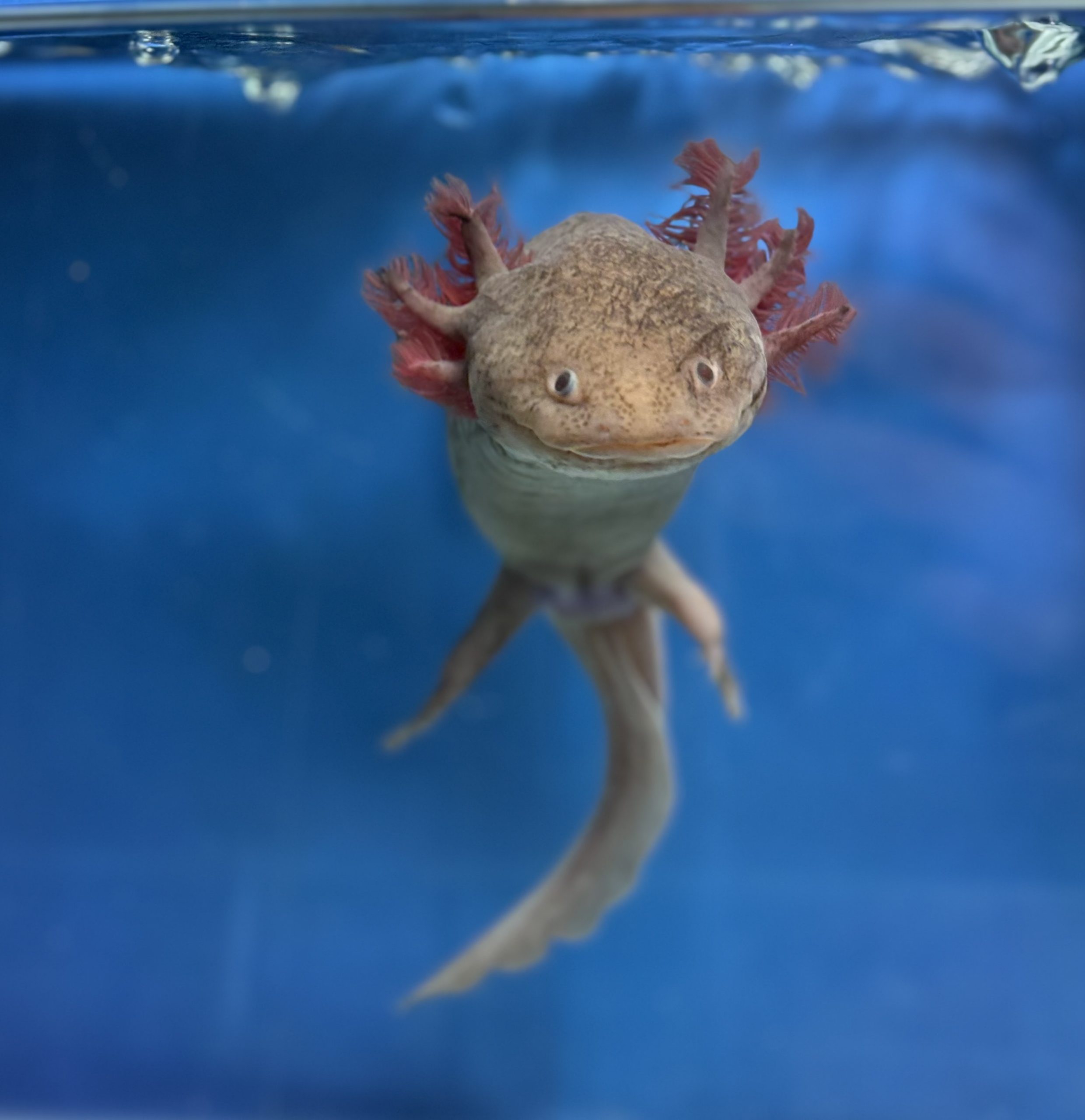 21 b F