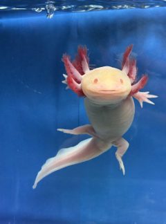 Albino Axolotl – 20cm Female – ‘Blossom’