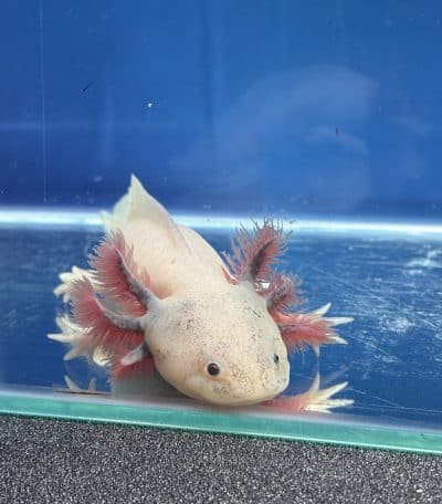 Dirty Lucy Axolotl- 18cm Female- B grade - 'Rosie'