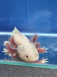 Dirty Lucy Axolotl- 18cm Female- B grade – ‘Rosie’