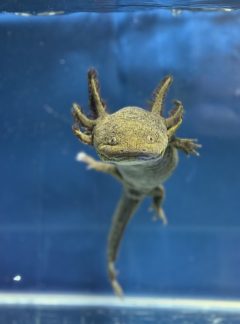 Camo Axolotl – 23cm Female – B grade – ‘Clover’