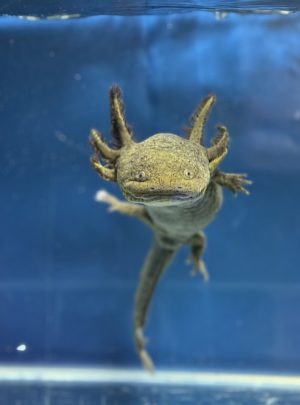 Camo Axolotl – 23cm Female – B grade – ‘Clover’