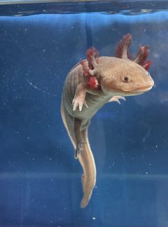 Melanoid Copper – 22cm Female- B grade- ‘Nebula’
