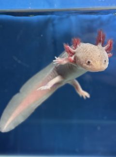 Hypo melanistic Melanoid – 20cm Female -B grade – ‘Indigo’