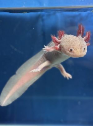 Hypo melanistic Melanoid – 20cm Female -B grade – ‘Indigo’