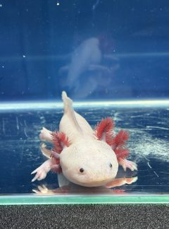 Dirty Lucy – 20cm Female – B grade – ‘Bubblegum’