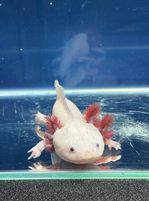 Dirty Lucy – 20cm Female – B grade – ‘Lottie’