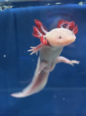 Blue Gill Axolotl – 21cm Male – B grade – ‘Kirby’