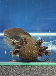 Copper Axolotl- 22cm Male – B grade – ‘Jasper’