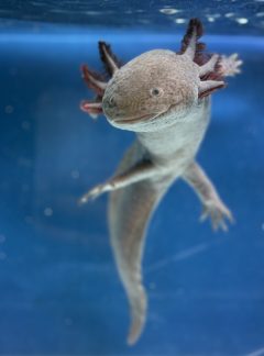 Melanoid leopard axolotl – Female 25cm – B grade – Hand Picked – Lola