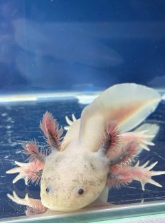 Stunning Dirty Lucy Blue Gill **LUCKY **