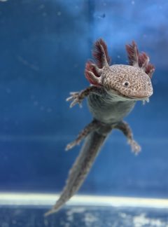 Spotted Melanoid Axolotl – 19cm Female – ‘Luna’