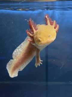 Copper axolotl – 18cm Female – B grade – ‘Mango’