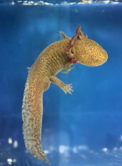 Copper- B Grade – Male 21cm- Hand Picked – Maverick