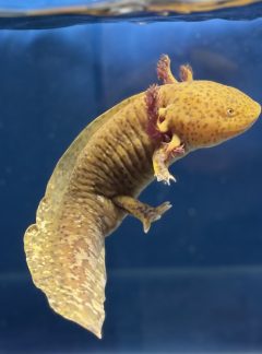 Spotted copper Axolotl- 19cm Male – B grade – ‘Noodle’