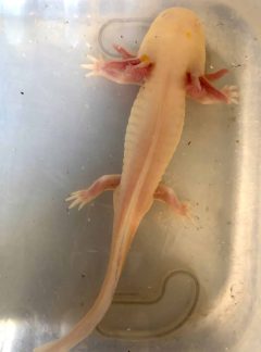 Albino – 20cm Male – Noodles
