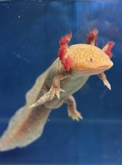 Spotted Copper Axolotl – 21cm Male -B grade – ‘Nugget’