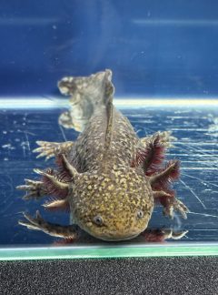 Special Copper Axolotl – 22cm Female – B grade ‘Oakley’