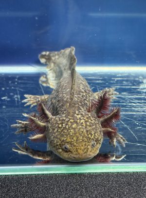 Special Copper Axolotl – 22cm Female – B grade ‘Oakley’