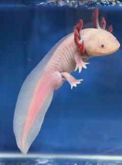 Dirty Lucy – 21cm Male – ‘Olaf’