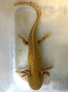 Unique Copper Axolotl – 20cm Male – Onyx