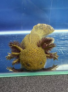 Copper Axolotl- 19cm Female – B grade – ‘Pickles’