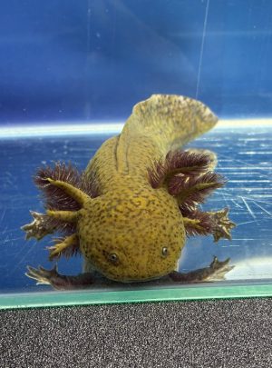 Copper Axolotl- 19cm Female – B grade – ‘Pickles’