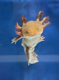 Copper Axolotl – B grade – unisex – 18cm – Hand Picked – Pumpkin