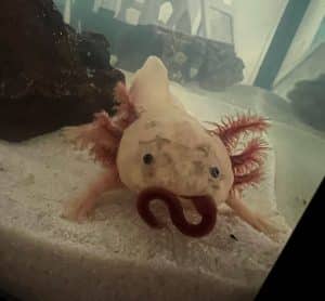 Rex Axolotls Australia