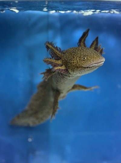 Wild type Axolotl  – Male 22cm -Hand Picked- Rusty