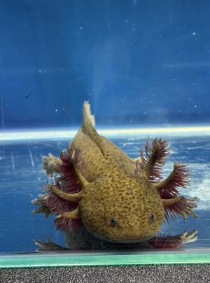 Copper Axolotl- 20cm Female – B grade – ‘Saffron’