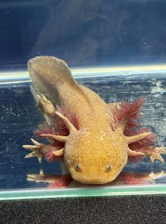 Copper Axolotl- 21cm Female – ‘Sandy’